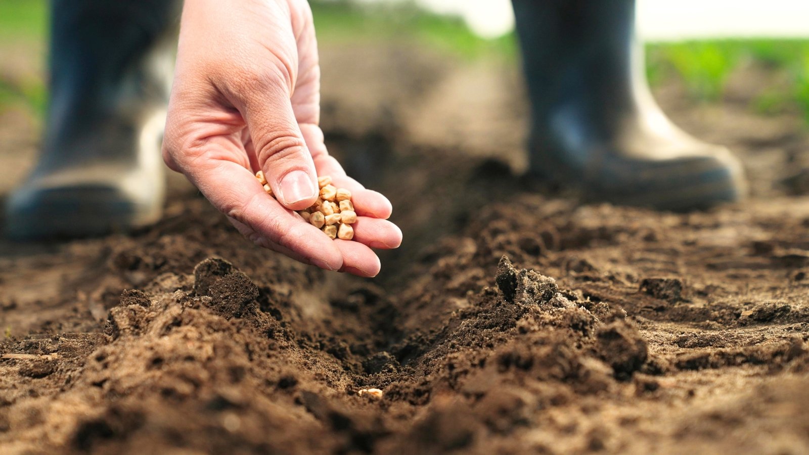 Effective Ways to Use Natural Rabbit Repellents in 2025