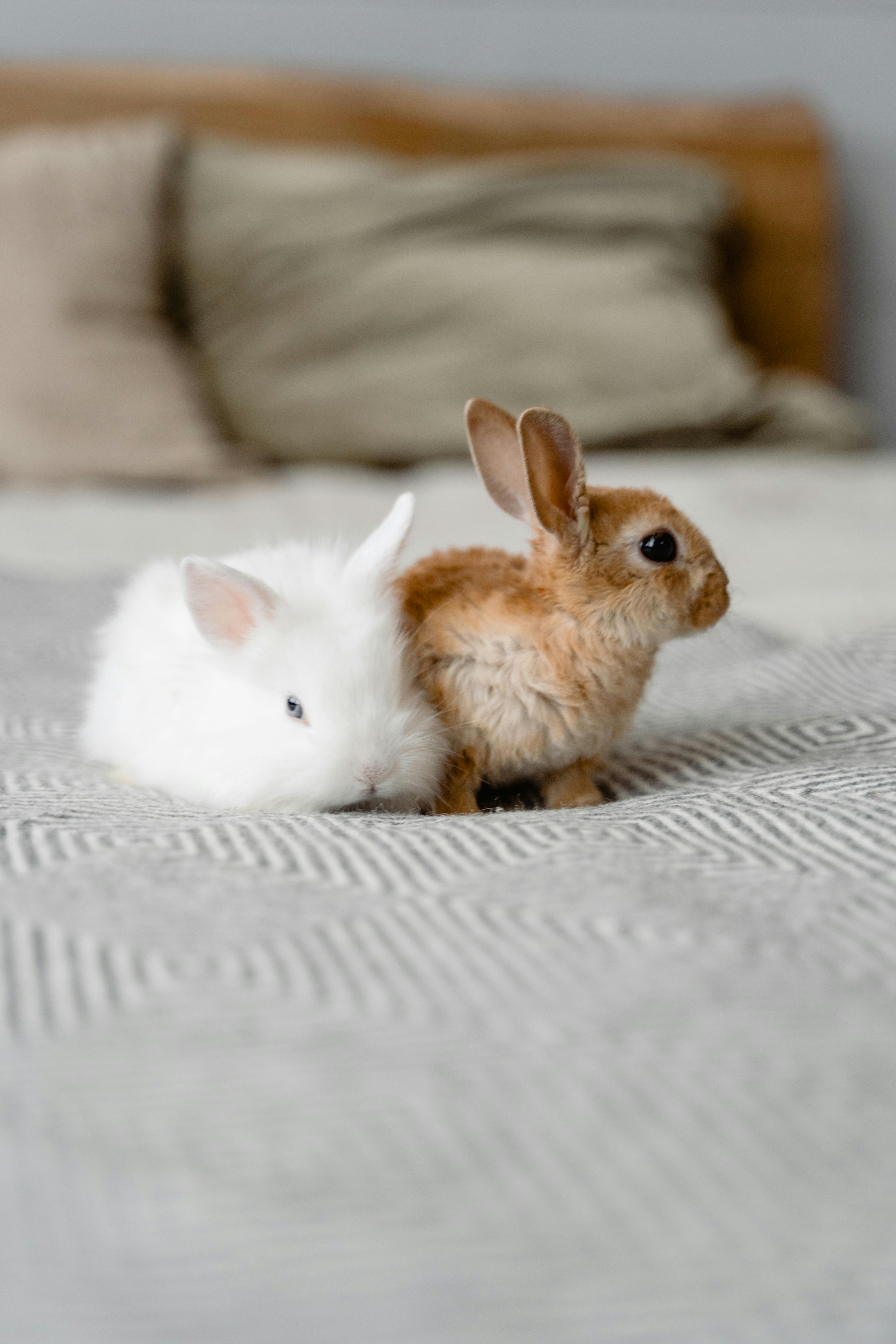 Smart Ways to Discover Top Rabbit Vets in 2025