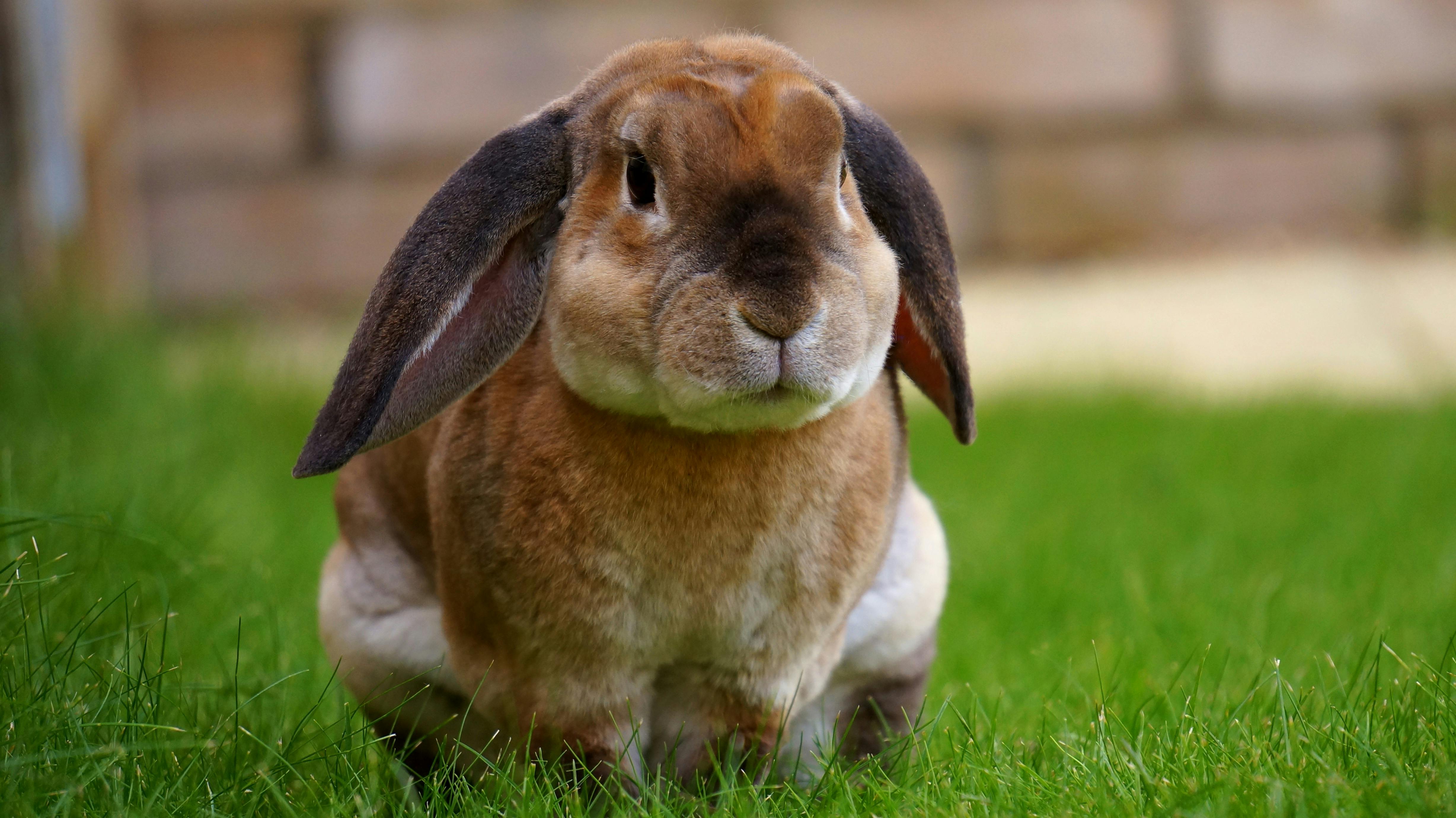 Best 5 Tips for Caring for Giant Angora Rabbit in 2025