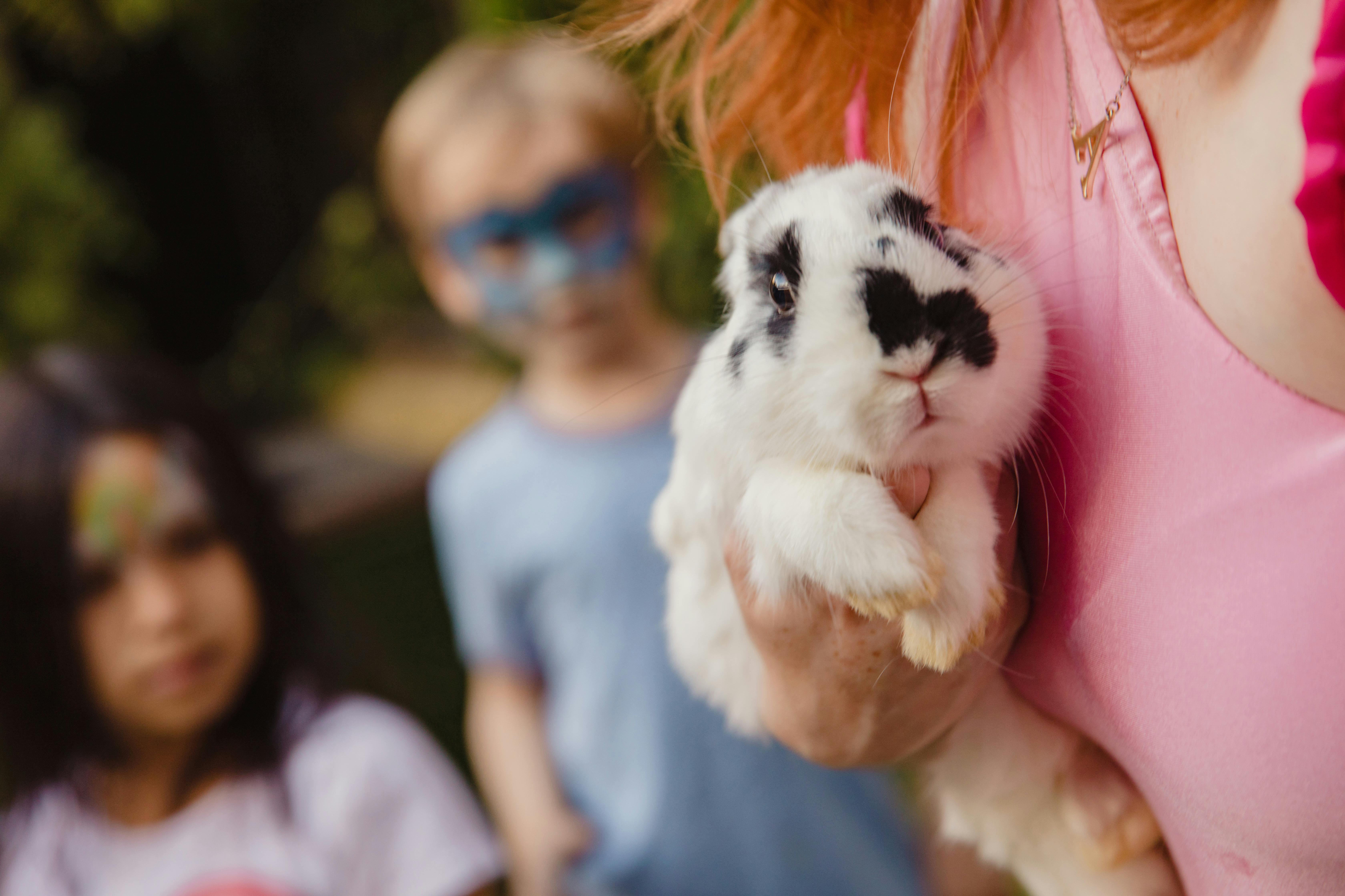 Michelle Rabbit Content