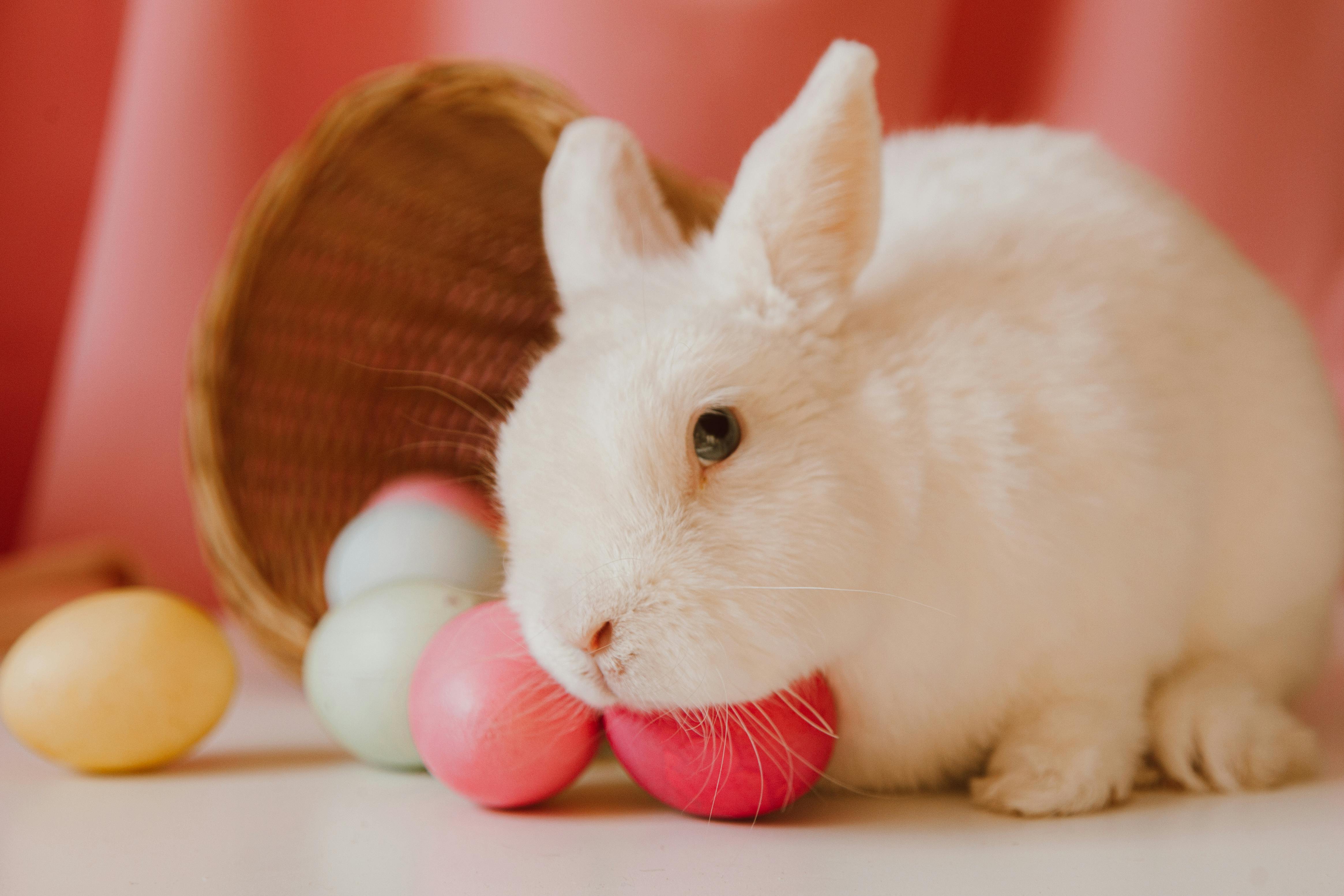 Top 5 Solutions for Rabbit Litter Box Efficiency in 2025