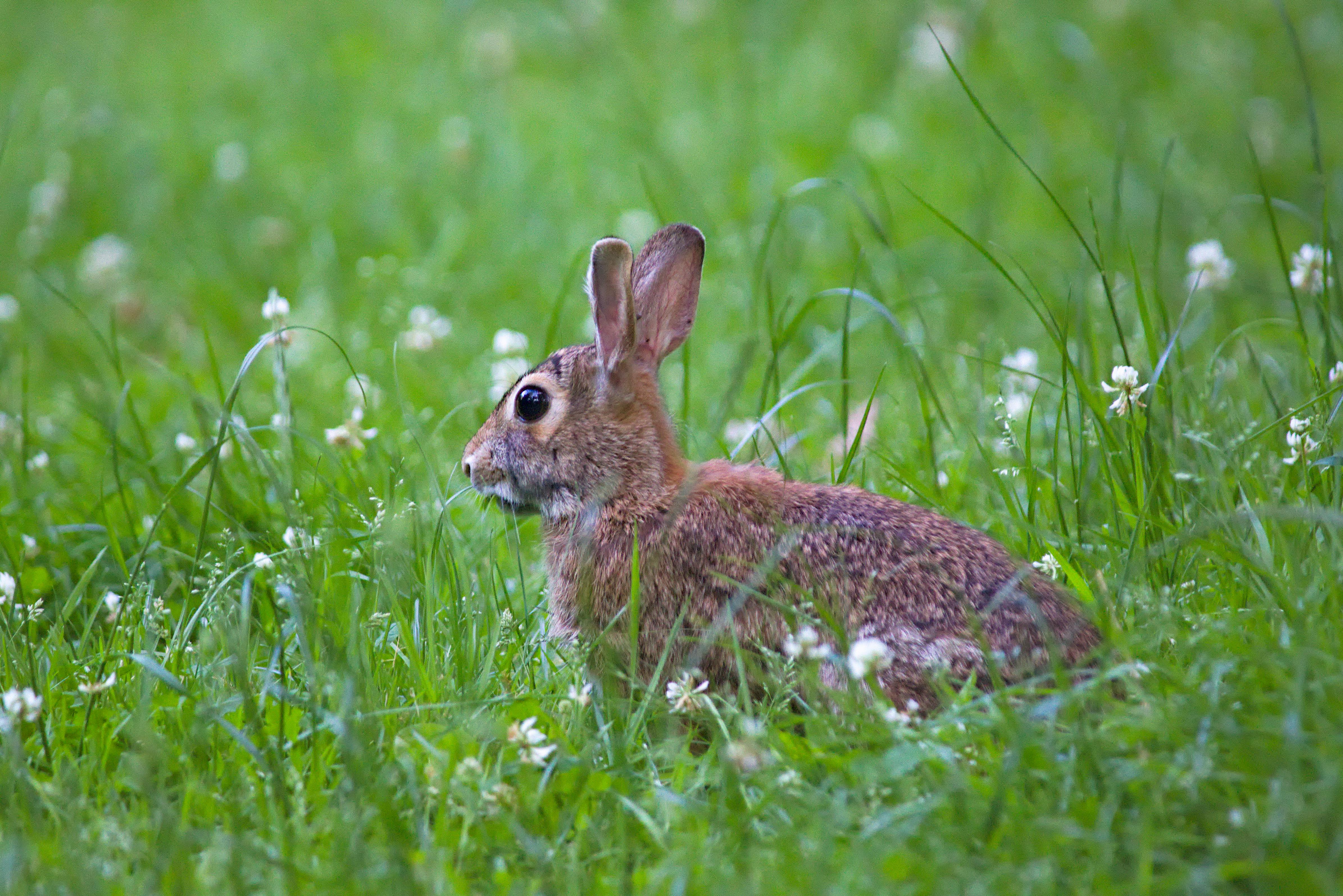 Smart Ways to Optimize Deer and Rabbit Repellent This 2025