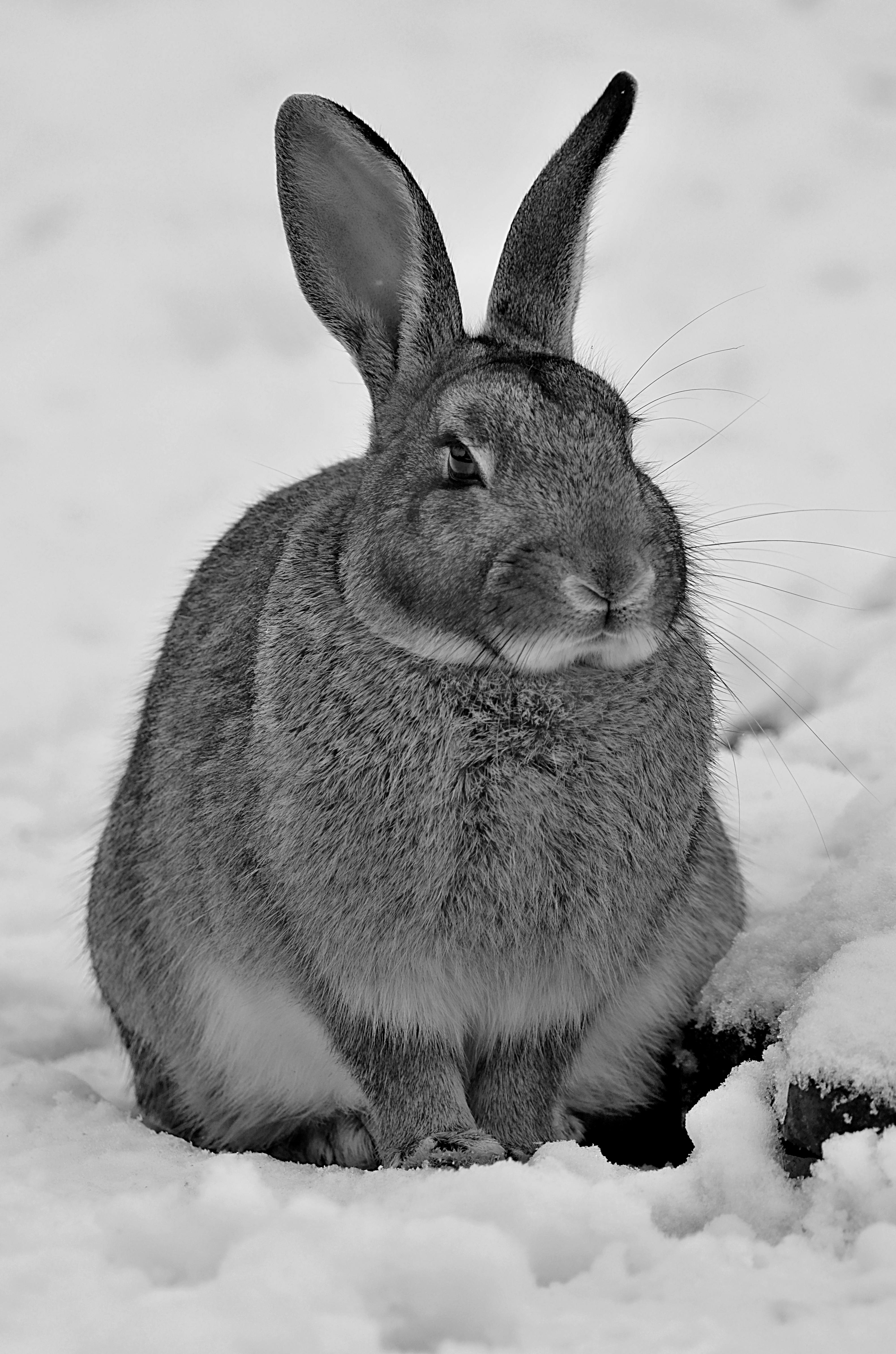 Animated Kung Fu Rabbit