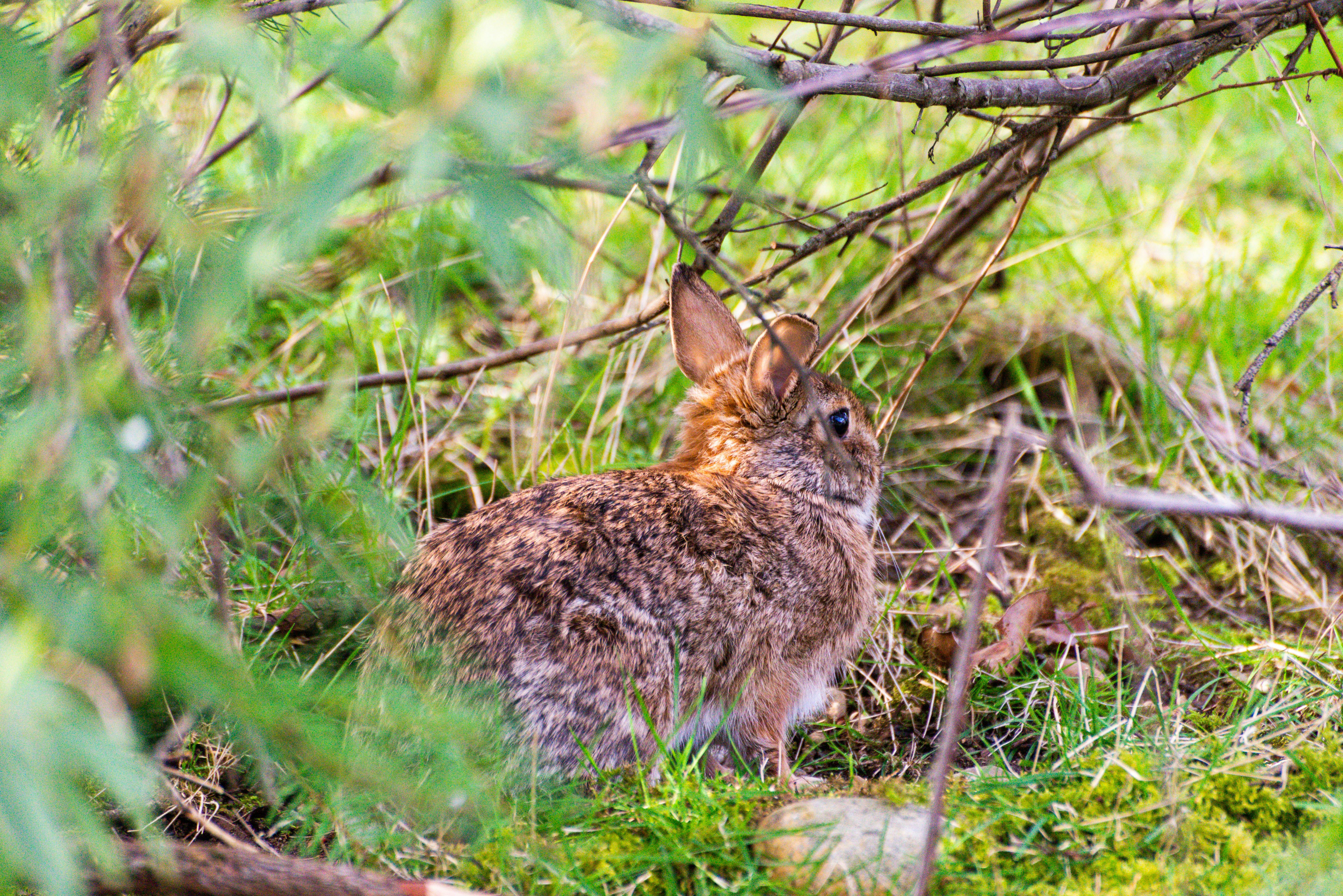 Proven Strategies for Making Your Lucky Rabbit Foot Work in 2025