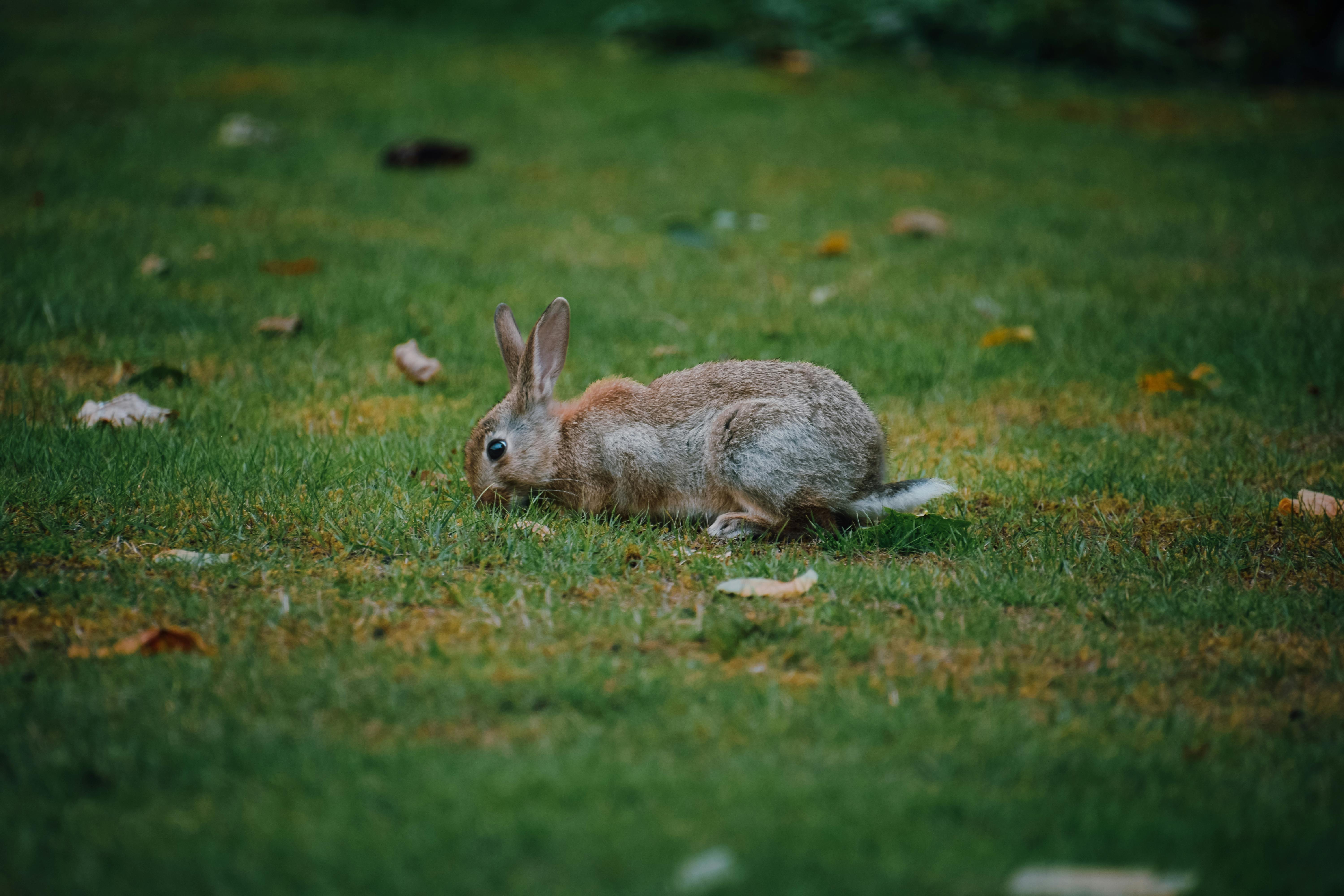 Effective Ways to Create an Indoor Rabbit Enclosure in 2025
