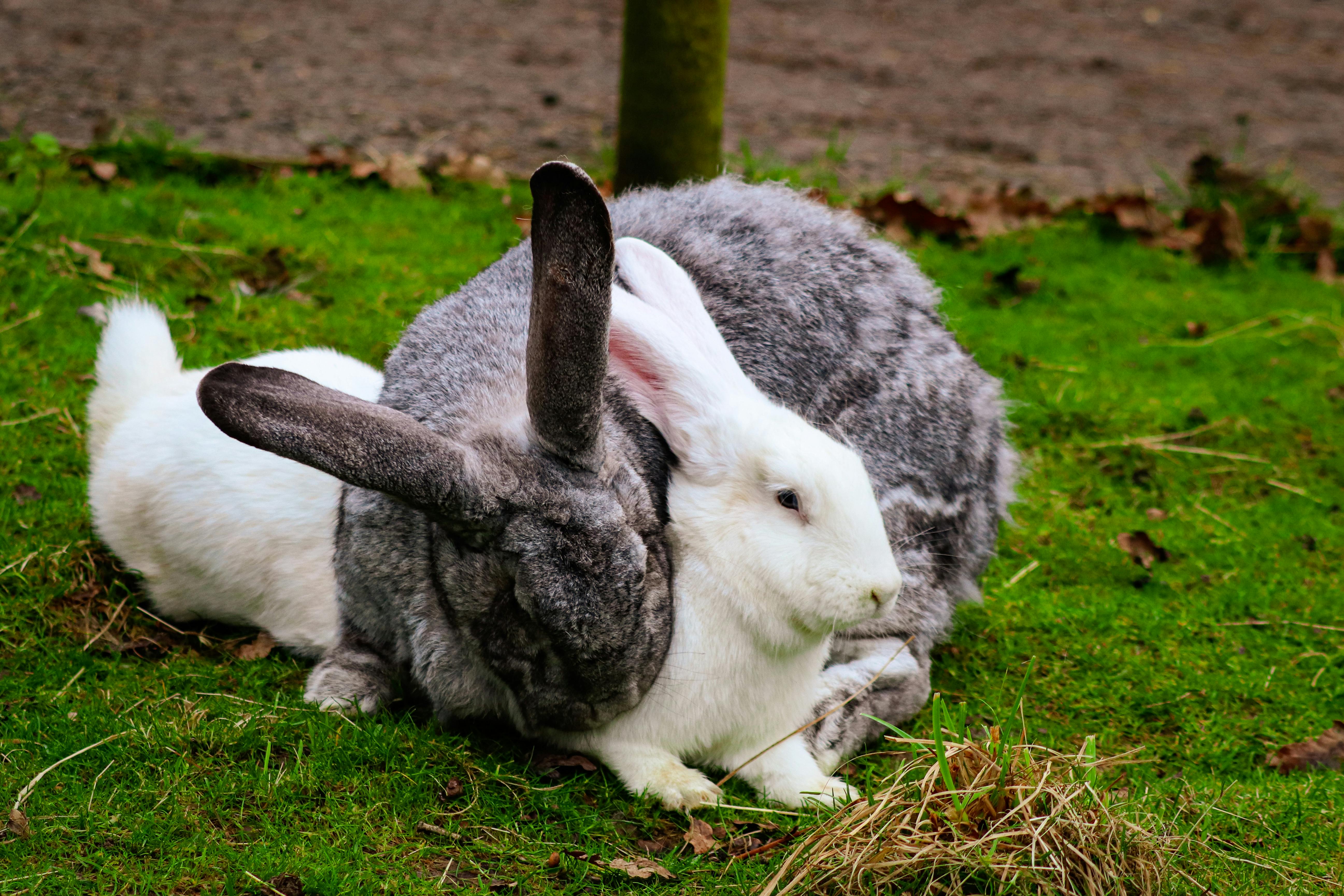Practical Guide to Effective Rabbit Repellent Solutions in 2025
