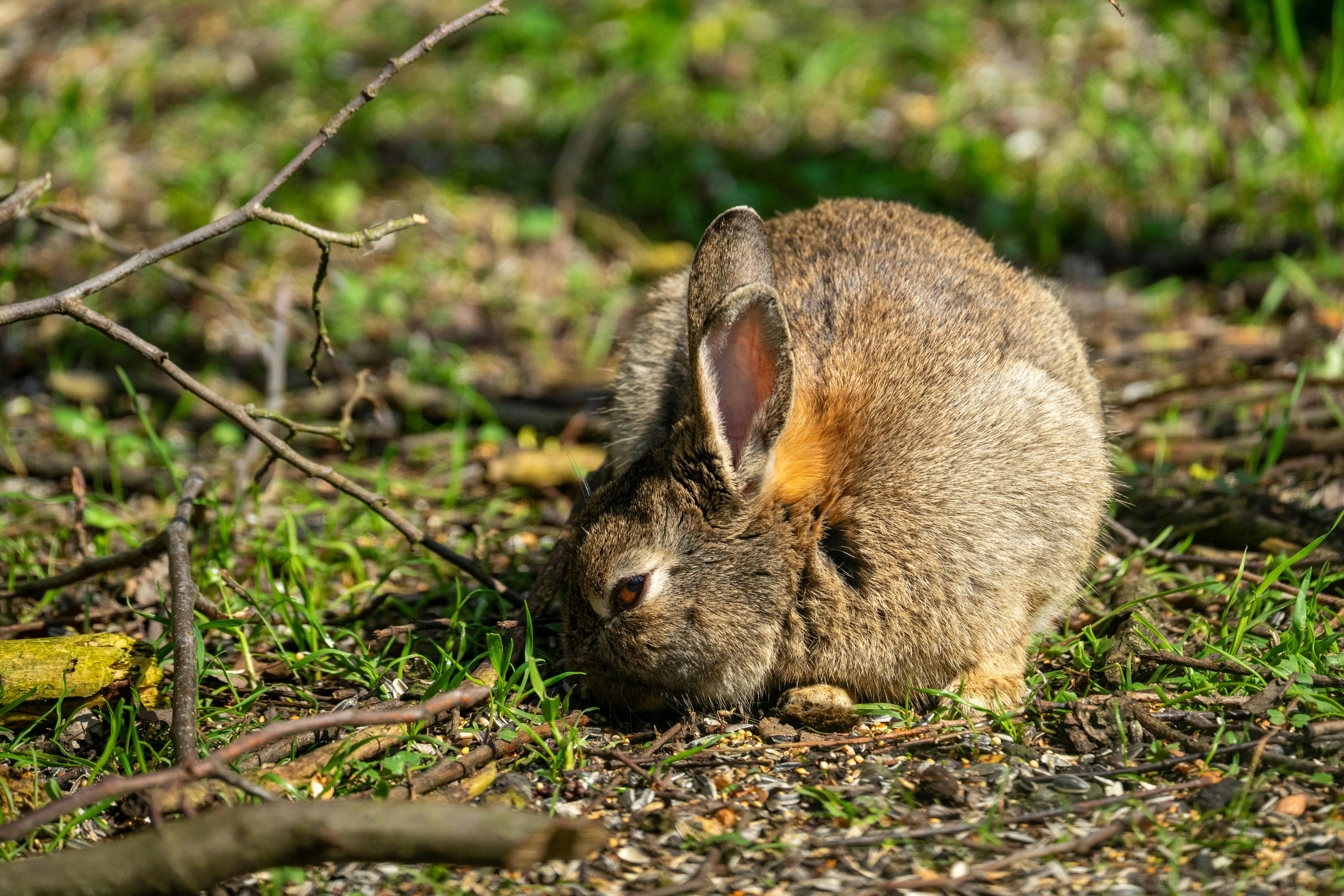 Smart Ways to Find the Best Pink Rabbit Locations in Portland 2025