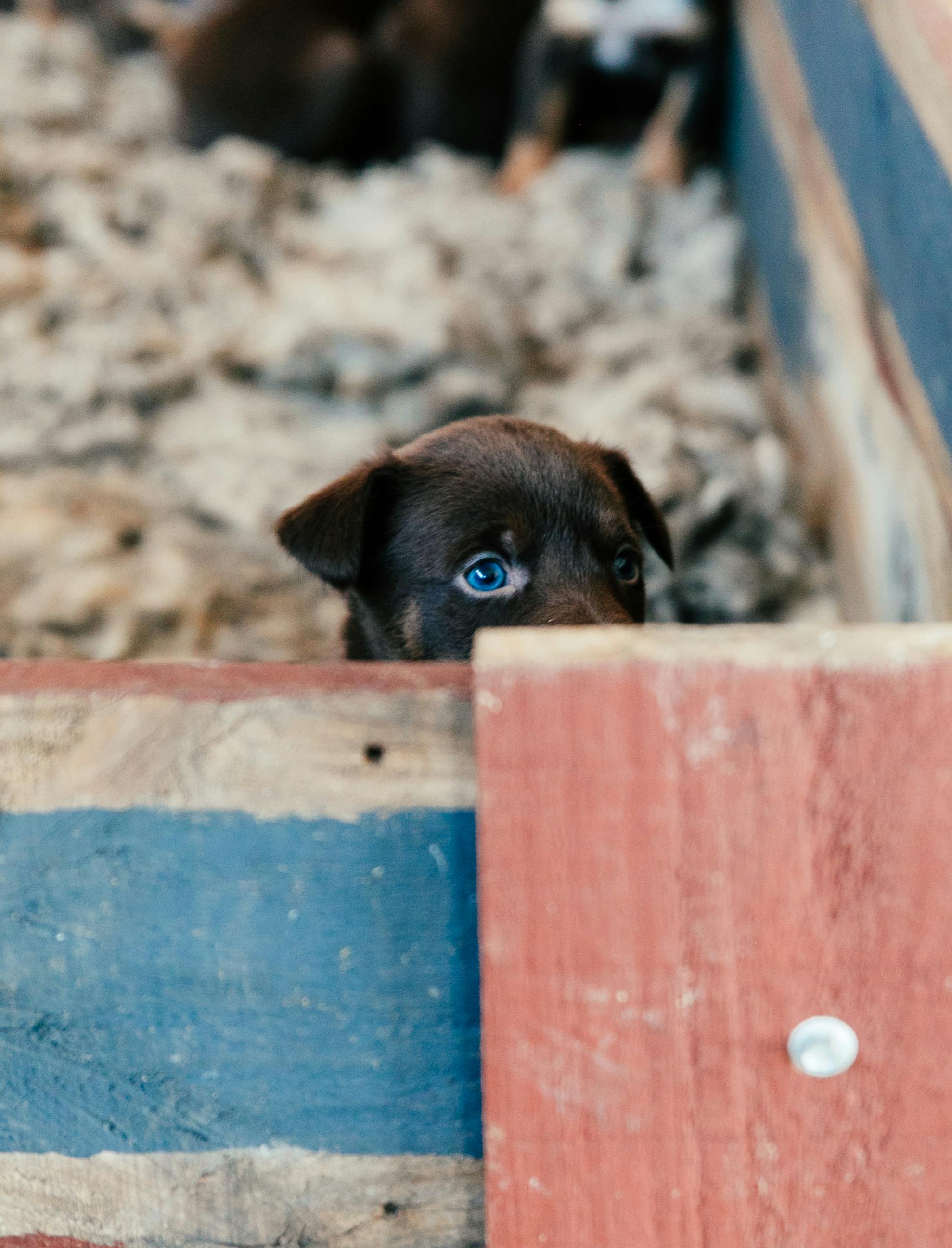 Best 5 Options for Enhancing Your Rabbit Hutch in 2025