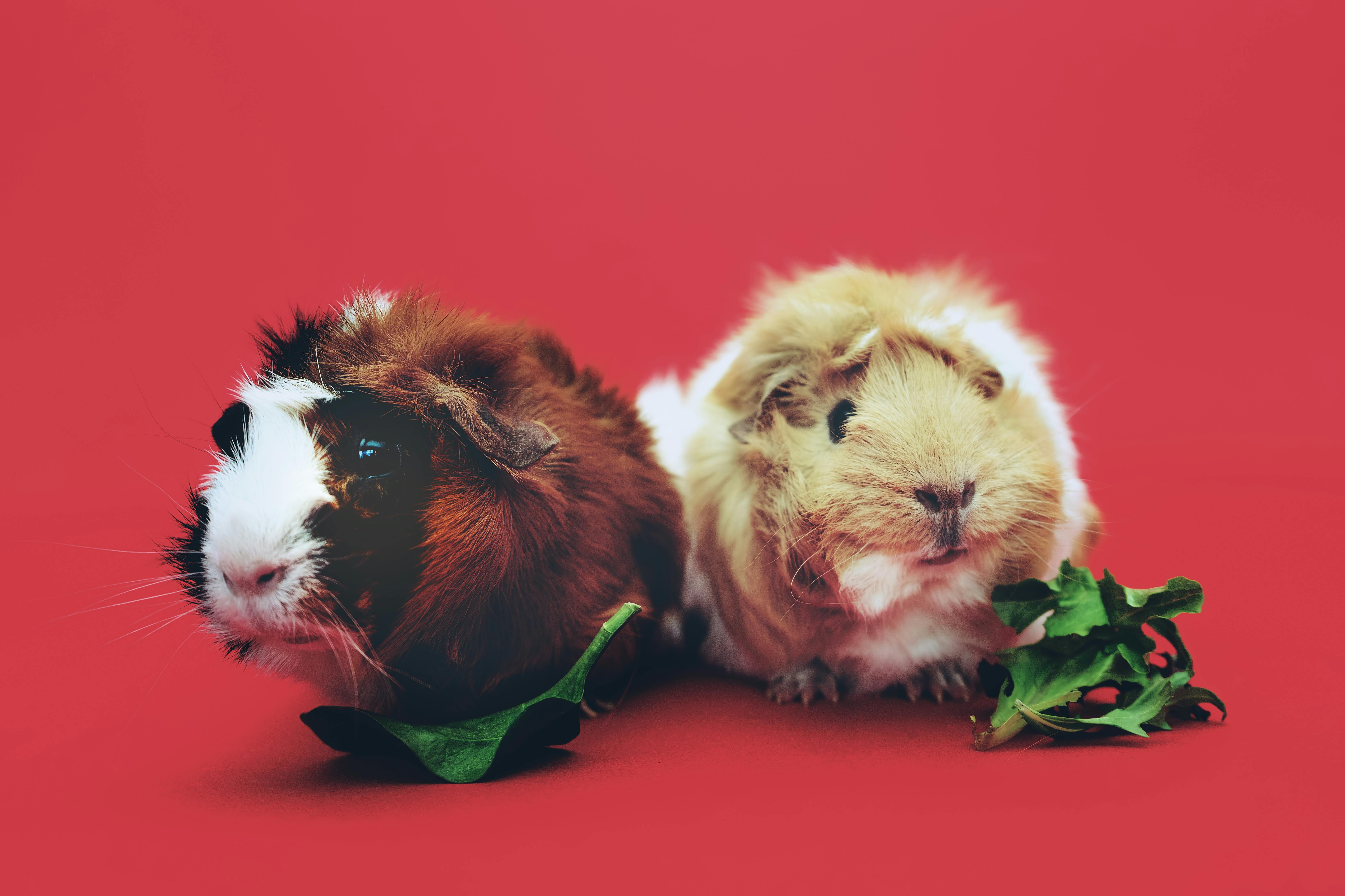 Discover the Top 5 White Rabbit Dessert Solutions for 2025 Enjoyment!