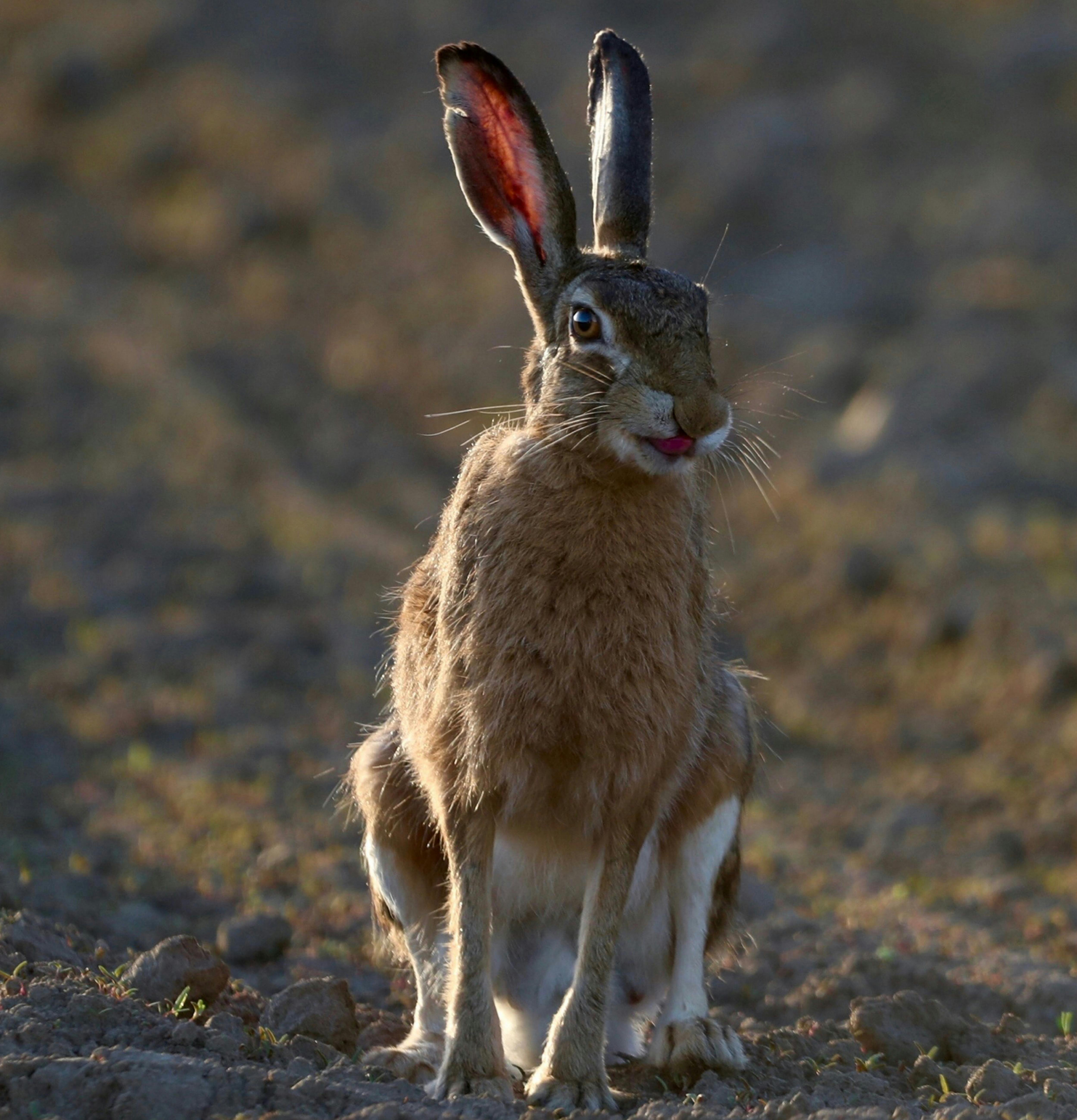 Smart Ways to Enhance Swamp Rabbit Moving in 2025: Explore Proven Techniques