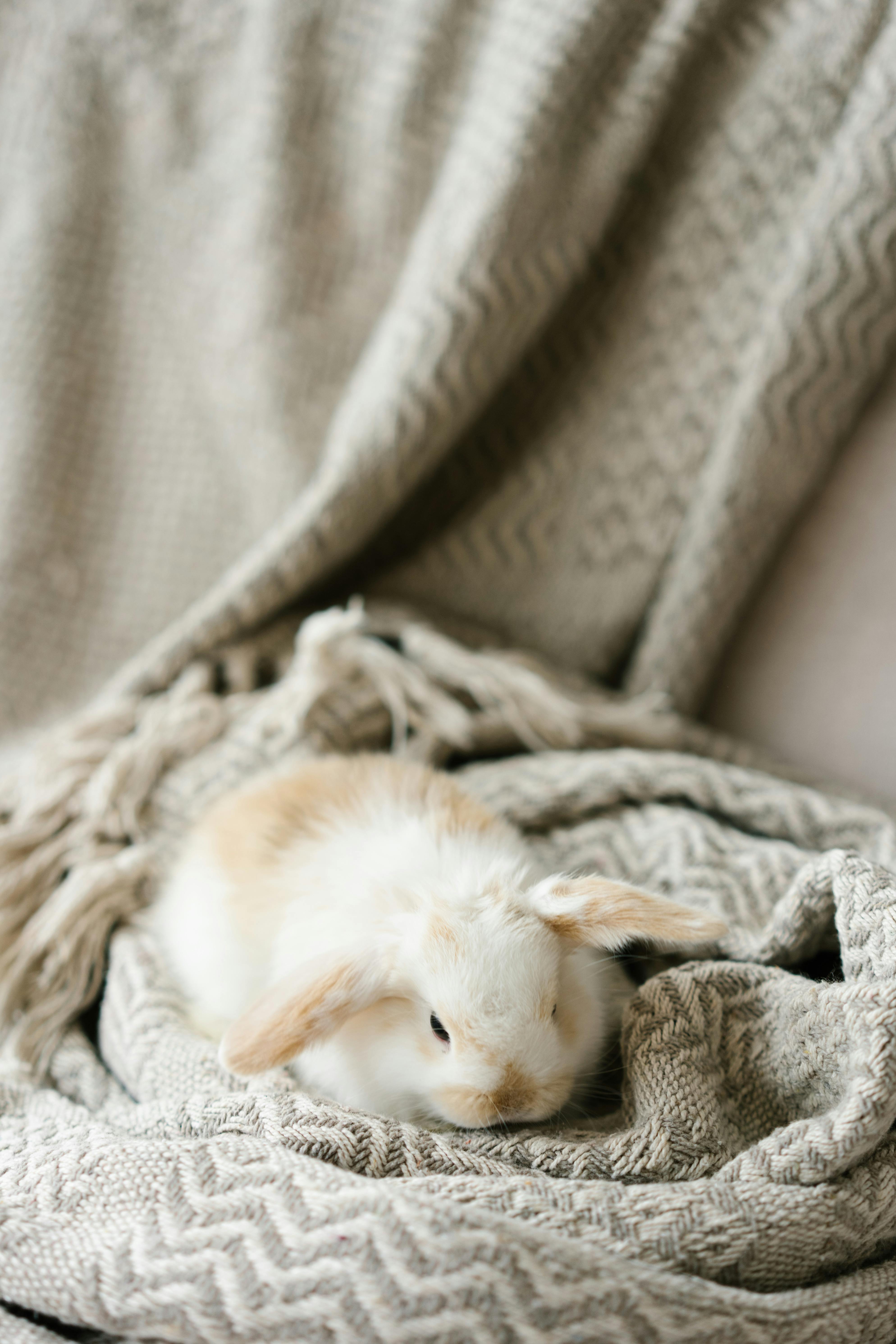 Rechargeable Rabbit Vibrator