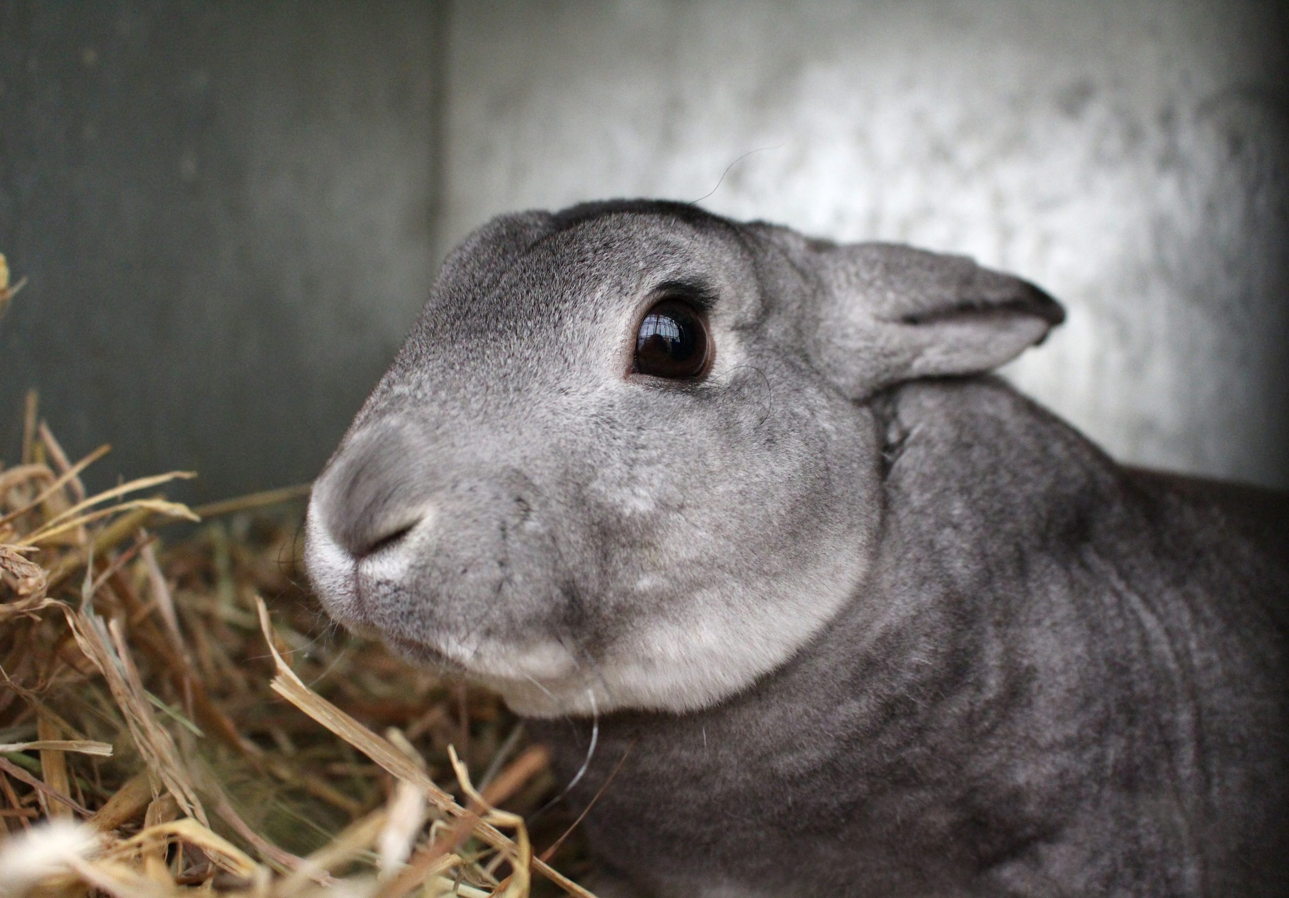 Mini Rex Rabbit Image