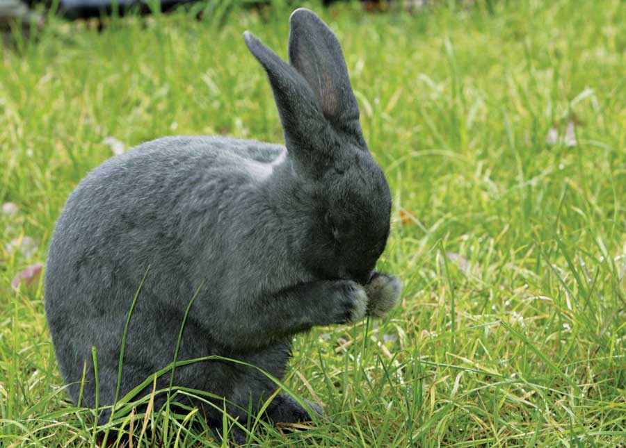 Silver Fox Rabbit