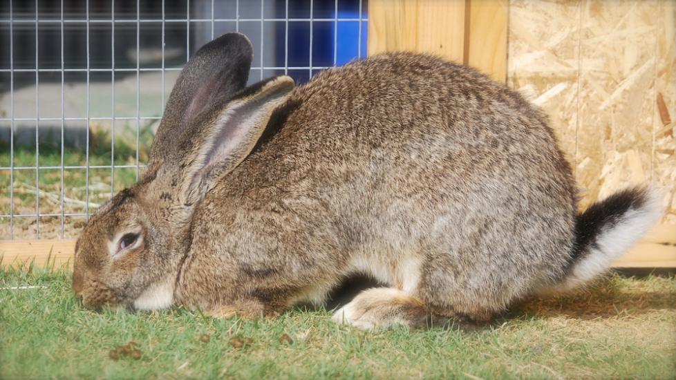 Flemish Giant Rabbit Care Tips