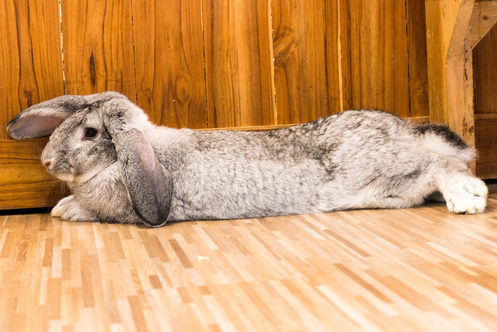 Healthy Flemish Giant Rabbit