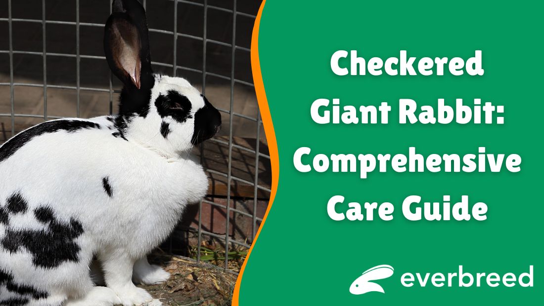 Checkered Giant Rabbit Profile