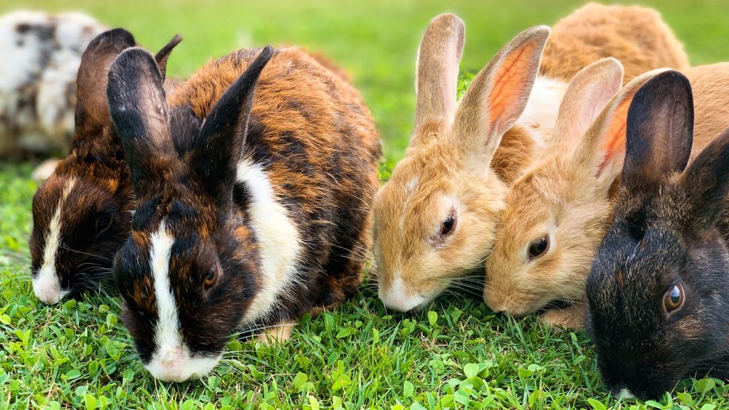 Meat Rabbit Breeds