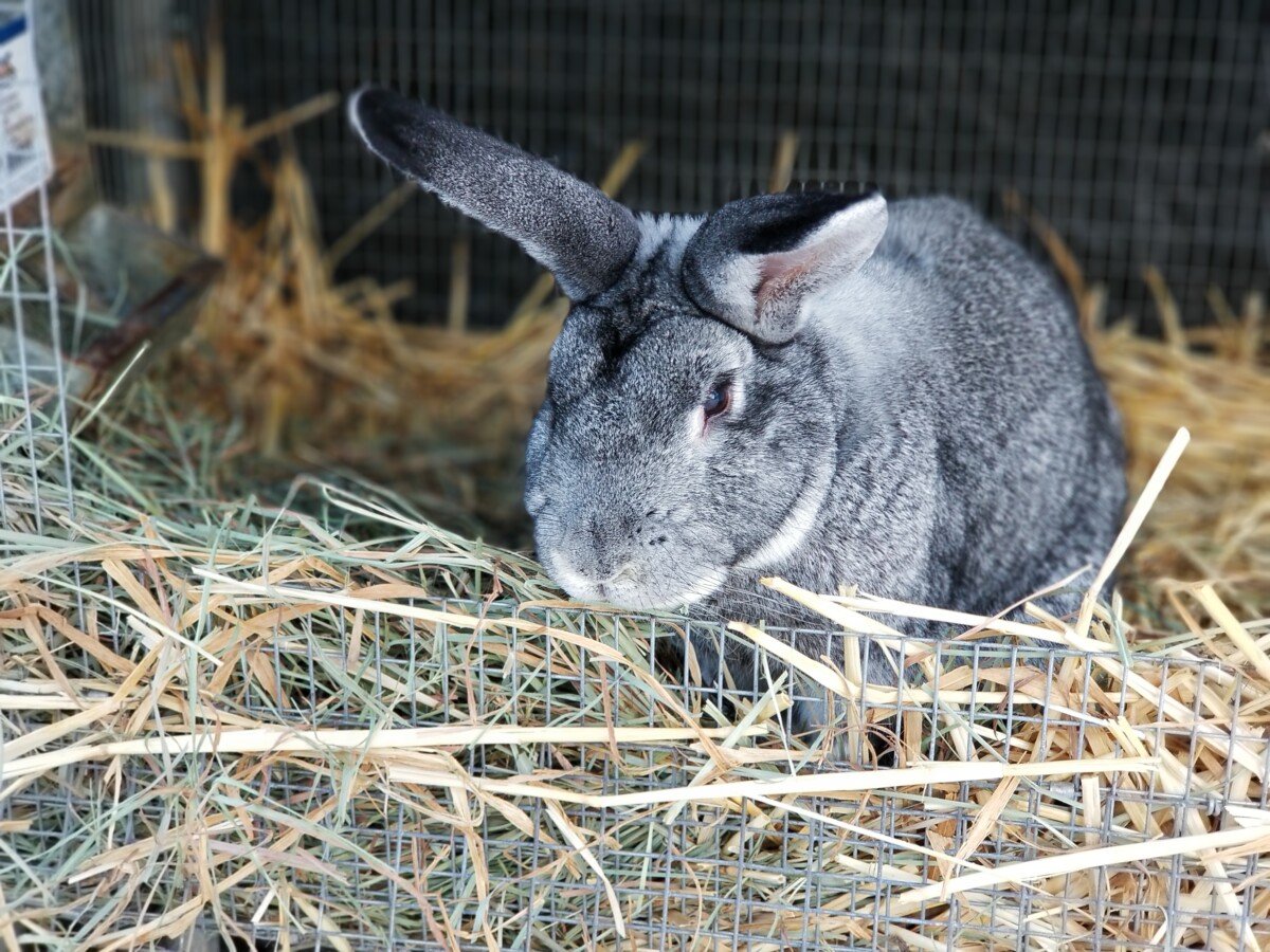 Meat Rabbit Farming