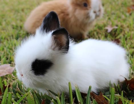 Lionhead Rabbit for Sale