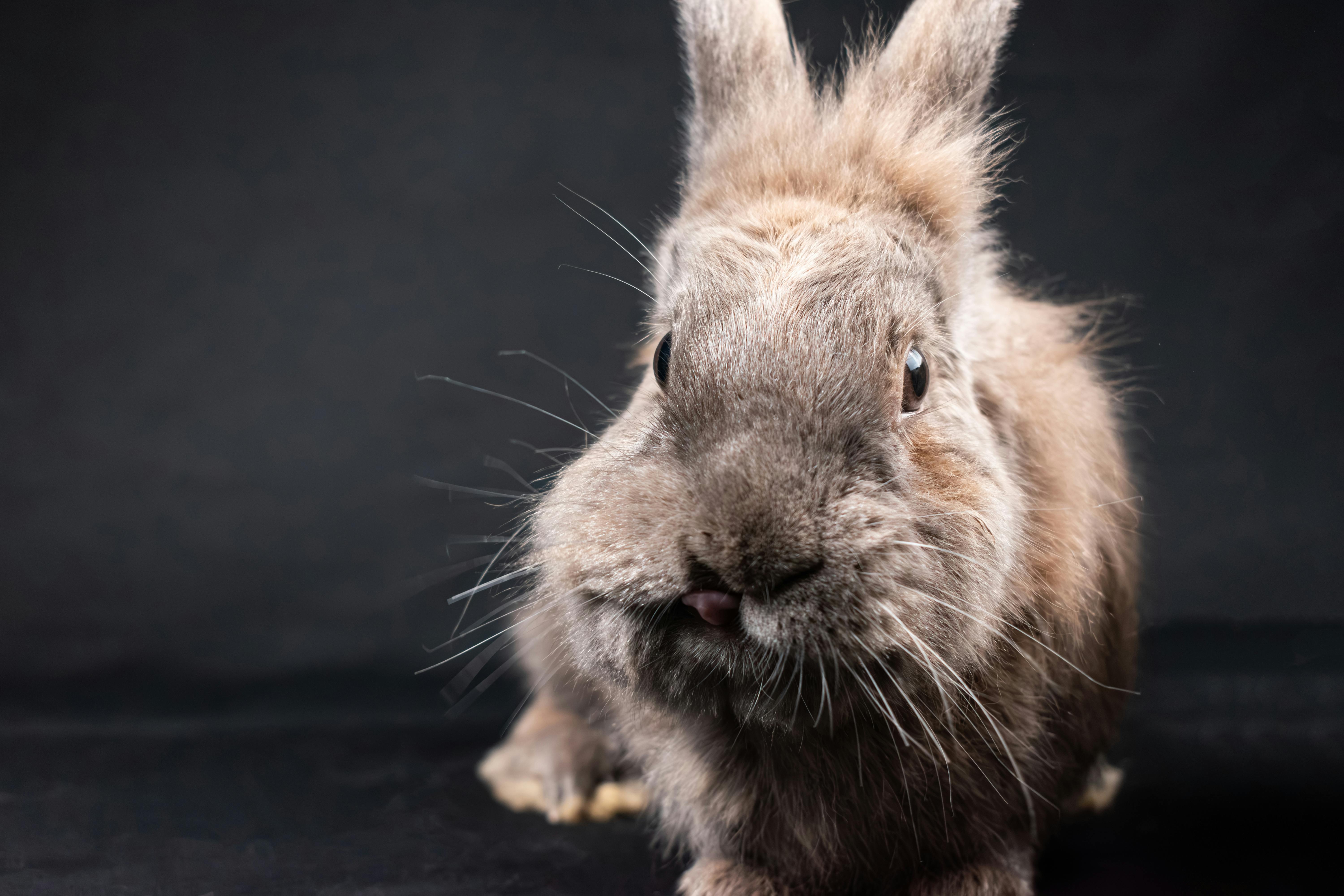 Another Full Grown Lionhead Rabbit