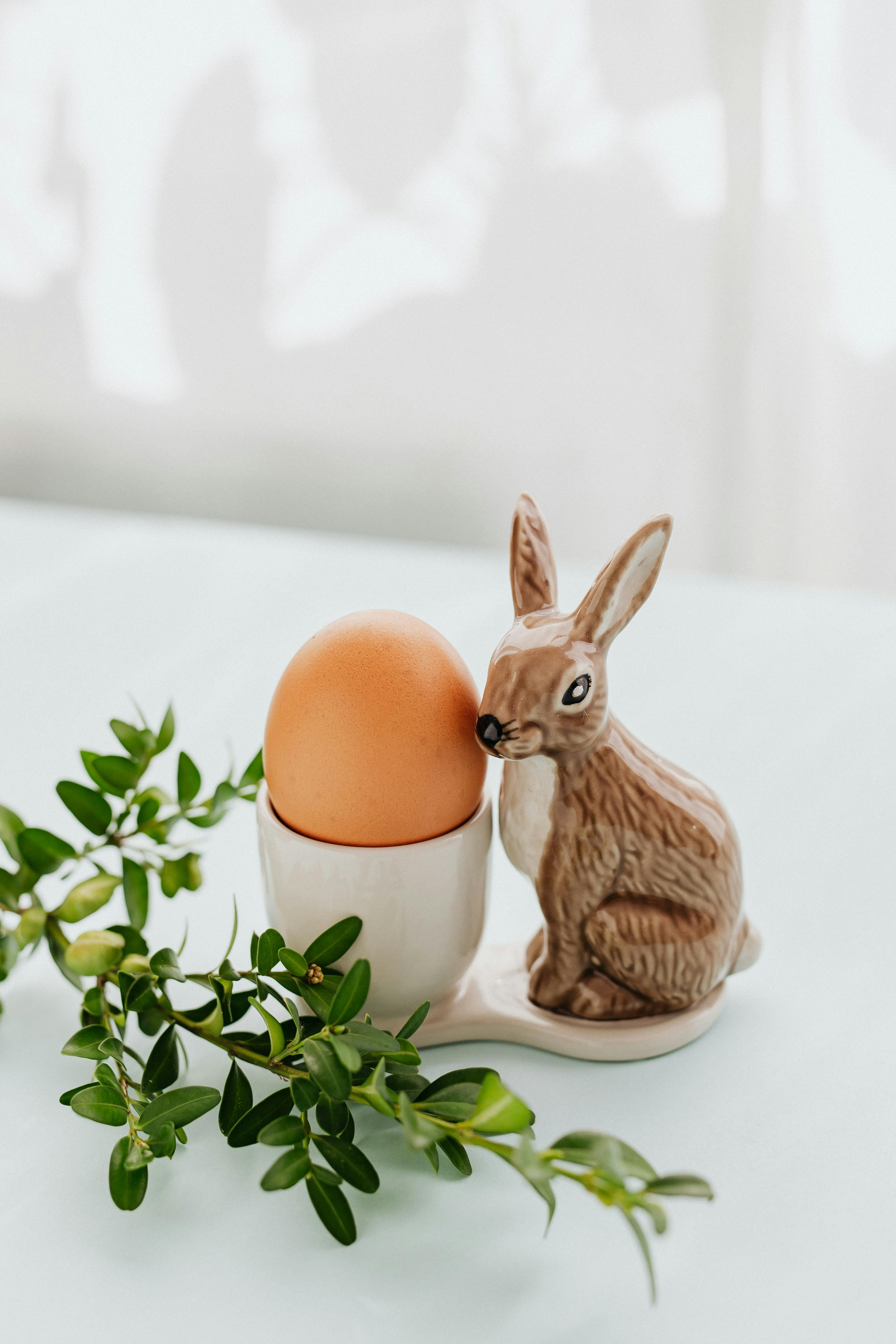 Healthy Netherland Dwarf Rabbit