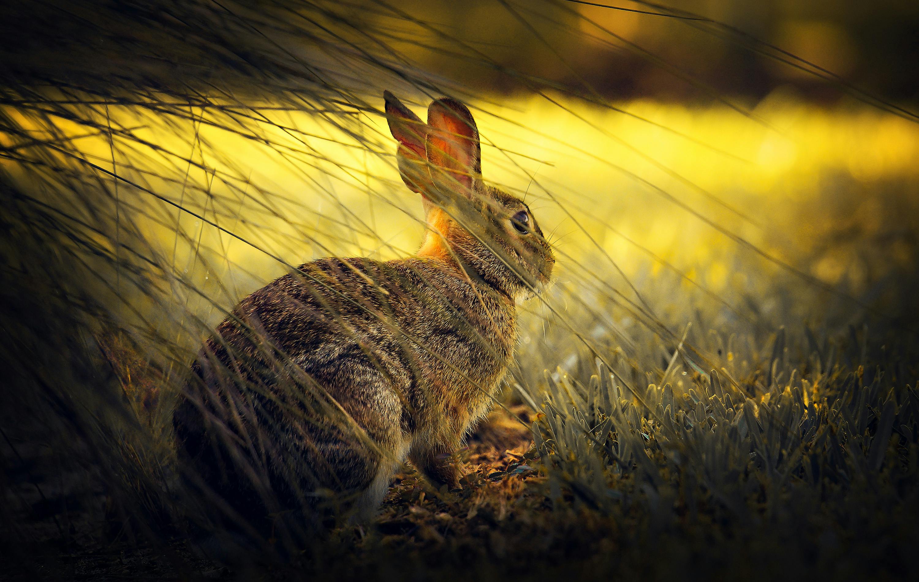 Wild Rabbits Habitat in New Cumberland