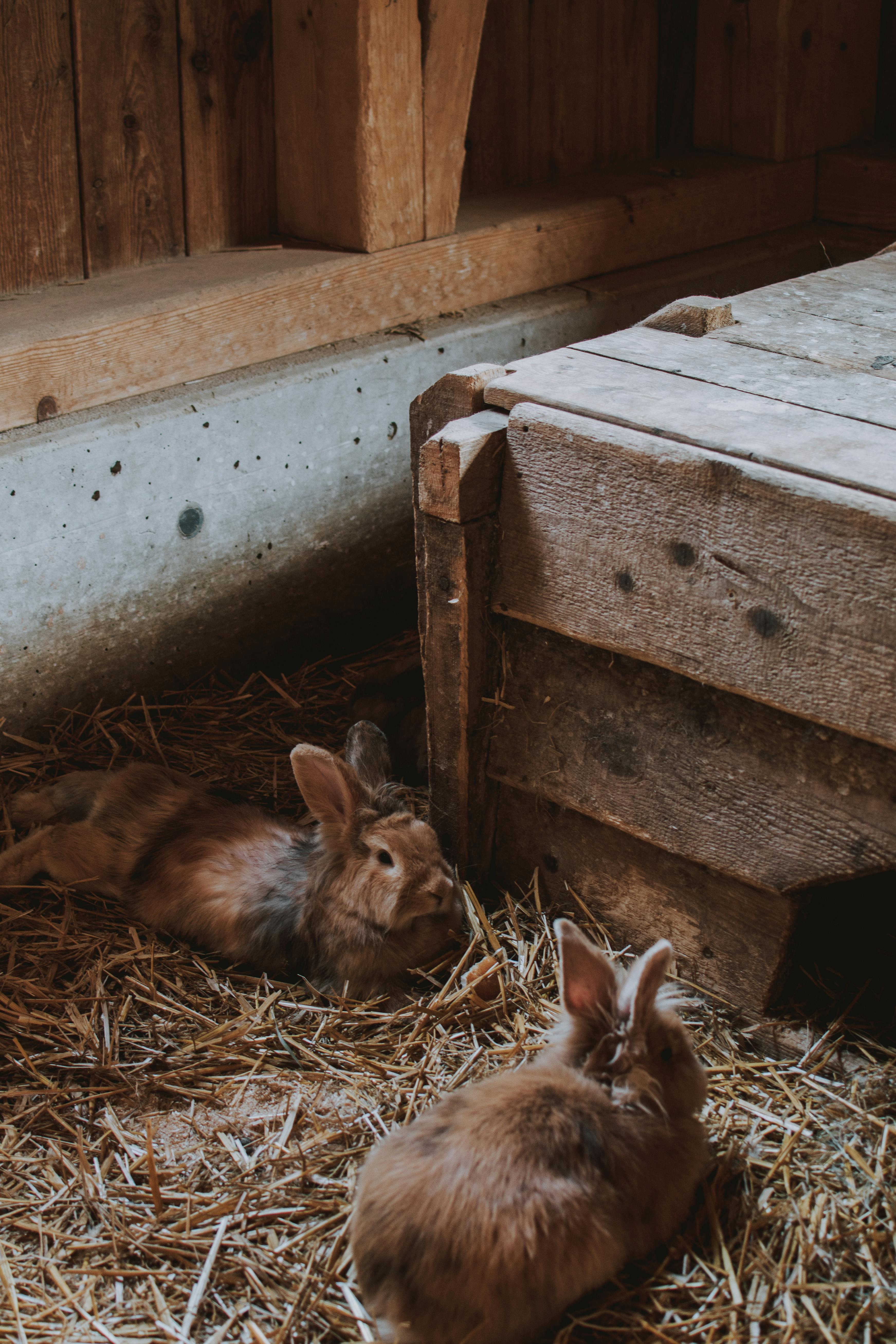 Lucky Rabbit Treats