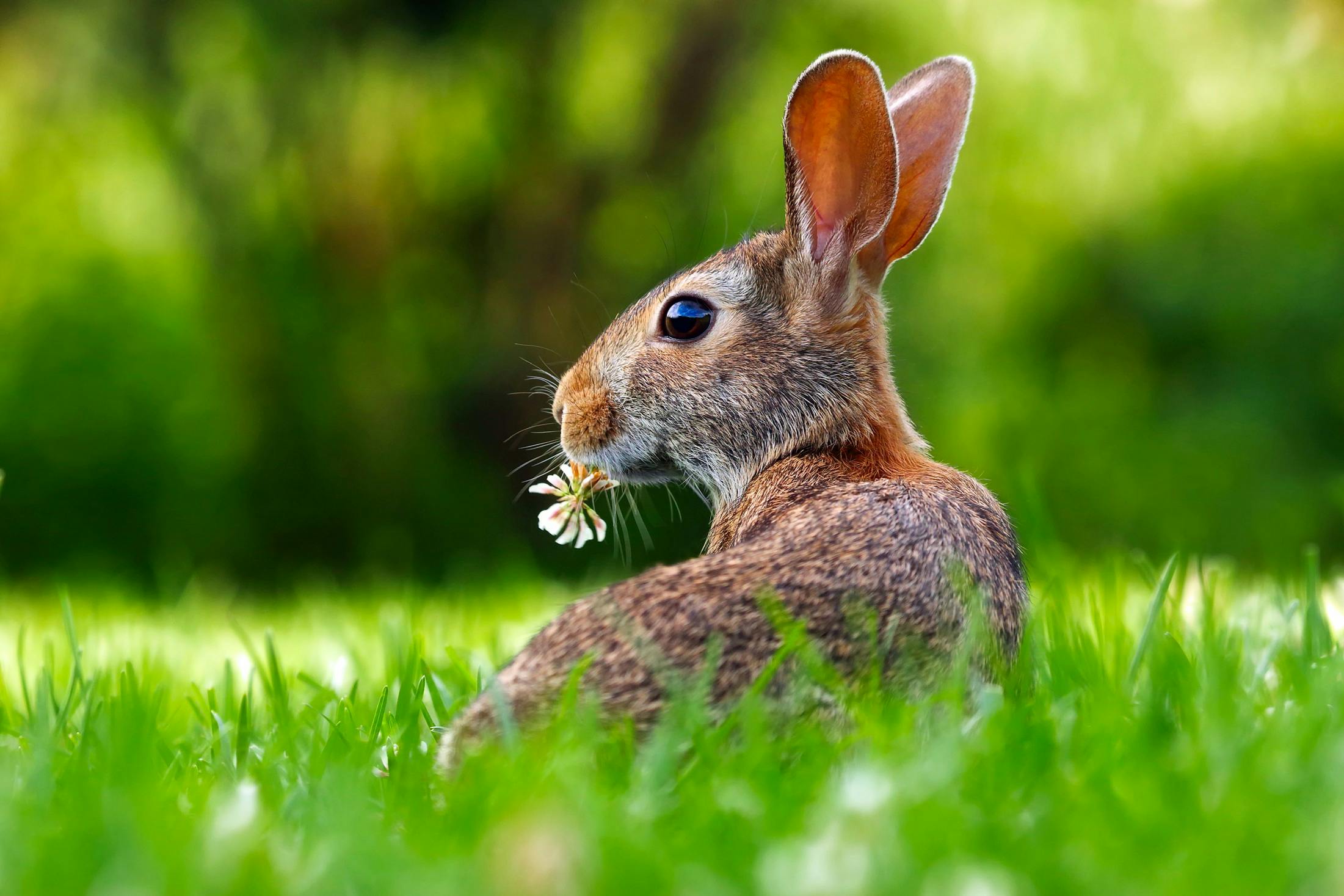 Rabbit Neutering Services