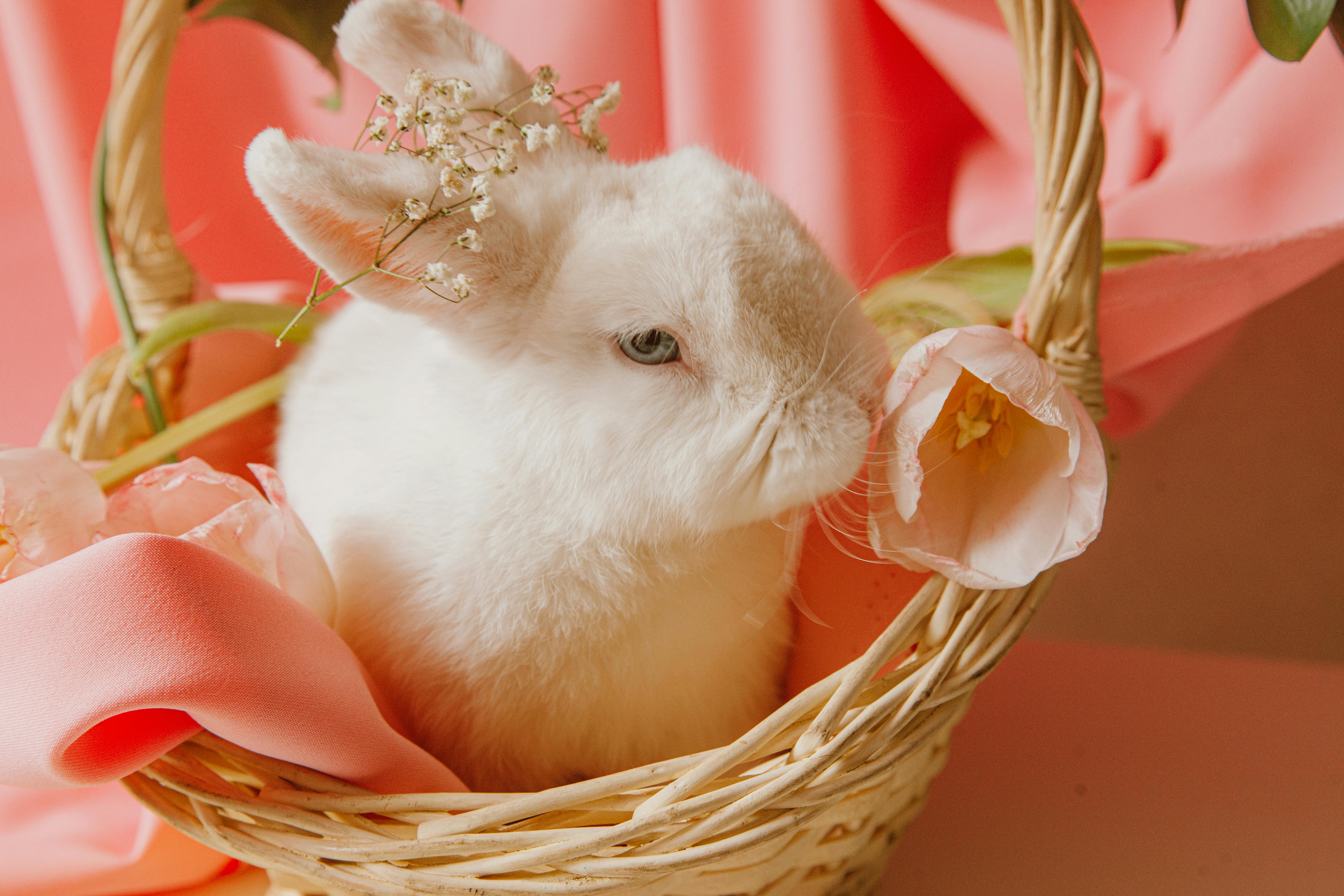 Flemish Giant Rabbit